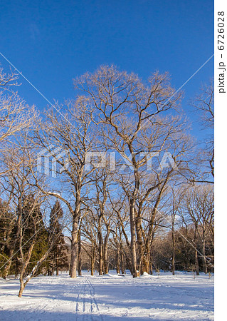 冬の樹々 6726028