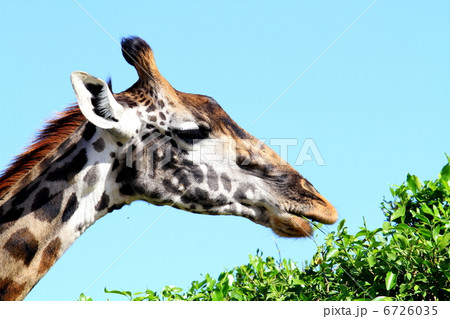 葉を食べるマサイキリン 6726035