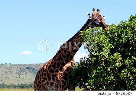 葉を食べるマサイキリン 6726037