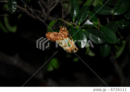 セミの羽化 6726111