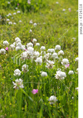 クローバーの花畑の写真素材