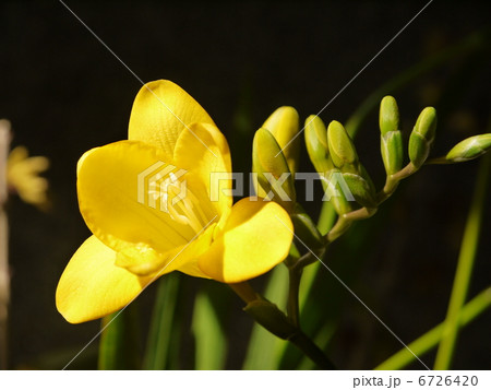 フリージア 6726420