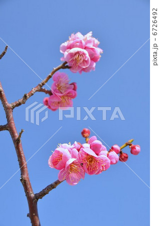 道知辺 道知辺 6726492