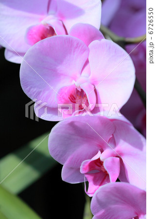 胡蝶蘭・ピンク 6726550