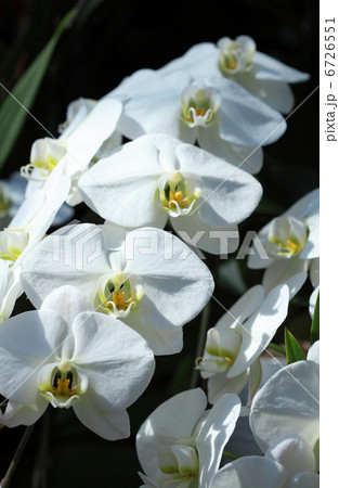 胡蝶蘭・白 6726551