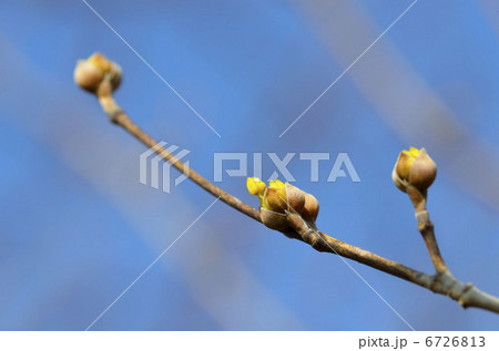 サンシュユ(山茱萸) サンシュユ(山茱萸) 6726813