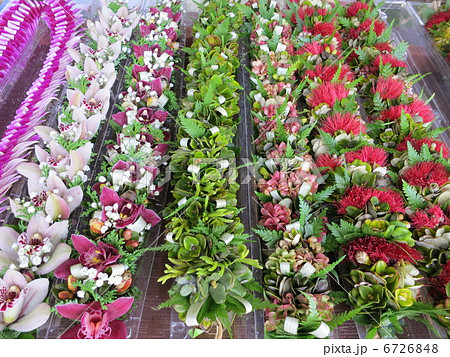 *ハワイアン・レイ *ハワイアン・レイ 6726848