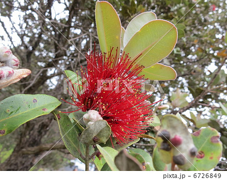 ハワイ島のレフア ハワイ島のレフア 6726849
