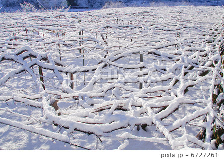 雪の葡萄棚 6727261