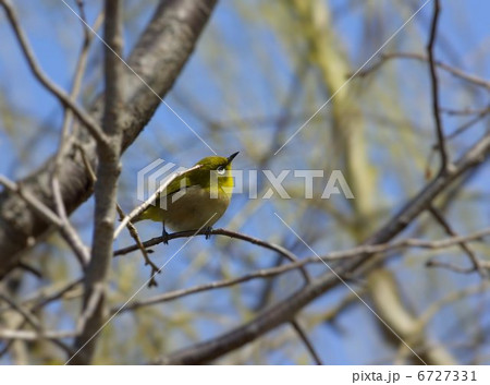 街路樹の芽吹く小枝に遊ぶメジロ 6727331