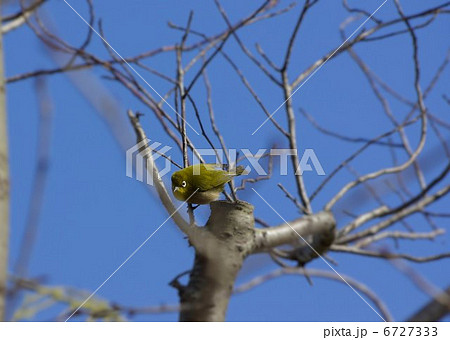 街路樹の芽吹く小枝に遊ぶメジロ 街路樹の芽吹く小枝に遊ぶメジロ 6727333