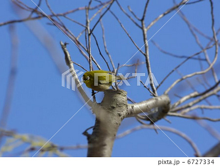 街路樹の芽吹く小枝に遊ぶメジロ 街路樹の芽吹く小枝に遊ぶメジロ 6727334