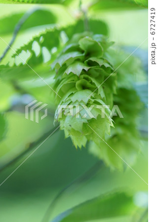 熊四手クマシデ　葉も穂もたくましい。 6727419