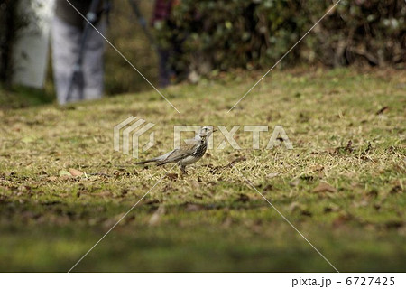 原っぱを歩くノハラツグミ(クローズアップ) 原っぱを歩くノハラツグミ(クローズアップ) 6727425