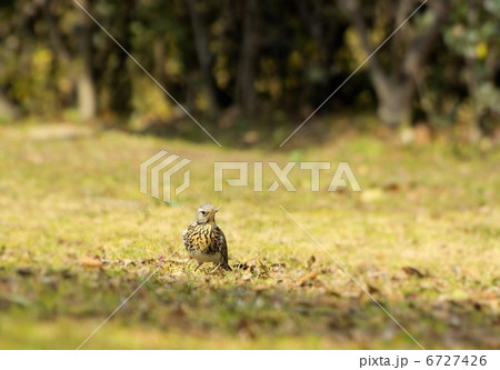 原っぱを歩くノハラツグミ(クローズアップ) 原っぱを歩くノハラツグミ(クローズアップ) 6727426