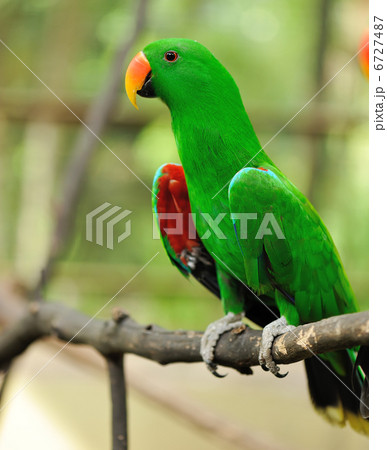 Parrot bird 6727487