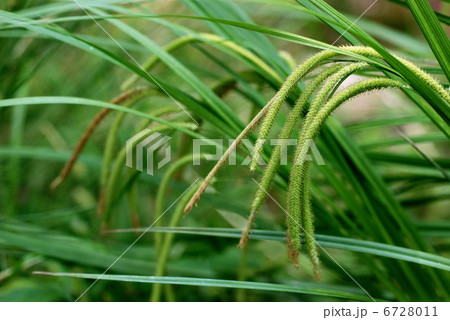 アズマナルコ 6728011