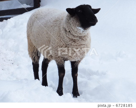 サフォーク 6728185