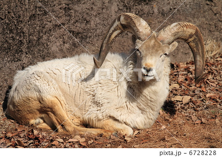 ドールシープ 6728228