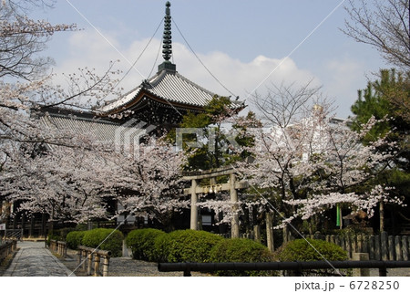 京都　本法寺の桜風景 6728250