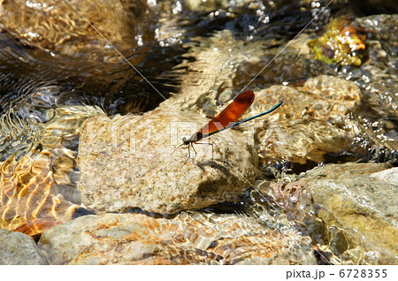 糸とんぼ 6728355