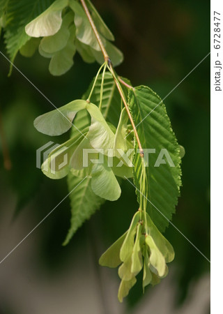 チドリノキ 千鳥の木 Acer carpinifolium チドリノキ 千鳥の木 Acer carpinifolium 6728477