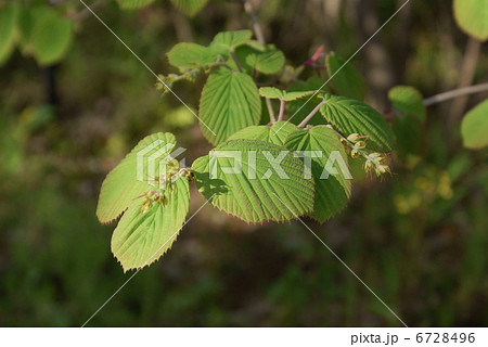 土佐水木　トサミズキ　Corylopsis spicata 6728496