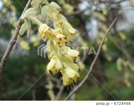 土佐水木　トサミズキ　Corylopsis spicata 6728498