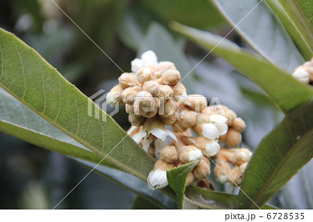白い小さな枇杷の花 6728535