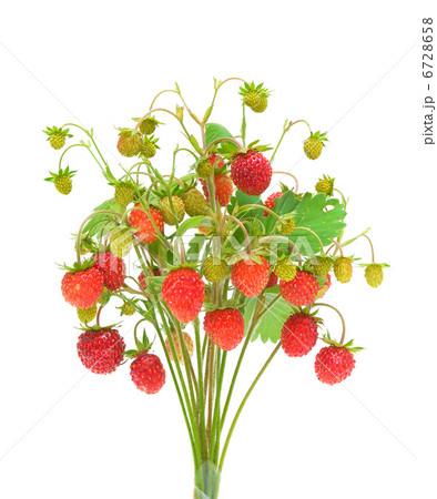 wild strawberry isolated on white background 6728658