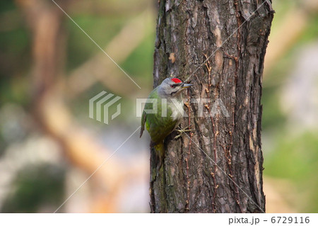 樹上のヤマゲラ 6729116