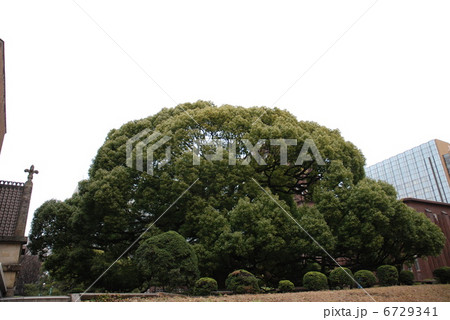 東大の大木・楠 6729341