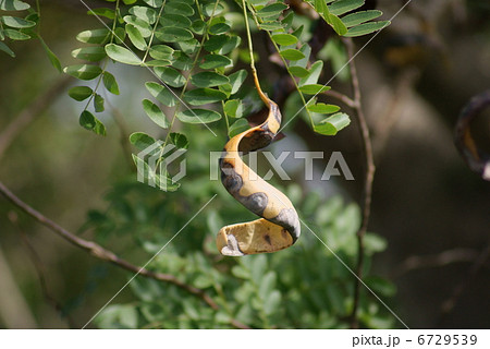 皀莢 サイカチ Gleditsia japonica 皀莢 サイカチ Gleditsia japonica 6729539