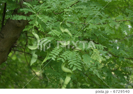皀莢 サイカチ Gleditsia japonica 6729540
