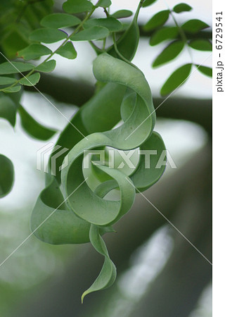 皀莢 サイカチ Gleditsia japonica 6729541