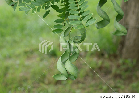 皀莢 サイカチ Gleditsia japonica 皀莢 サイカチ Gleditsia japonica 6729544