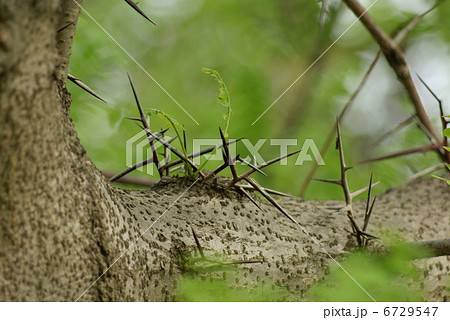 皀莢 サイカチ Gleditsia japonica 皀莢 サイカチ Gleditsia japonica 6729547