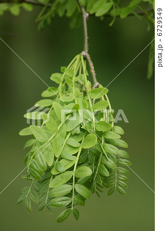 皀莢 サイカチ Gleditsia japonica 6729549