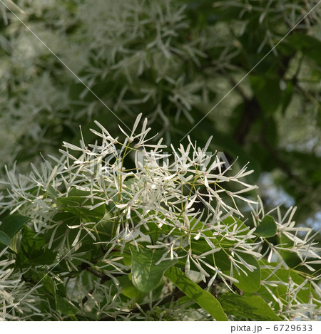 ヒトツバタゴ 6729633