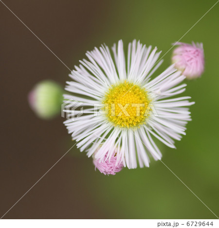 ハルジオン ハルジオン 6729644