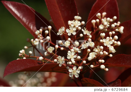 ベニカナメモチ ベニカナメモチ 6729684