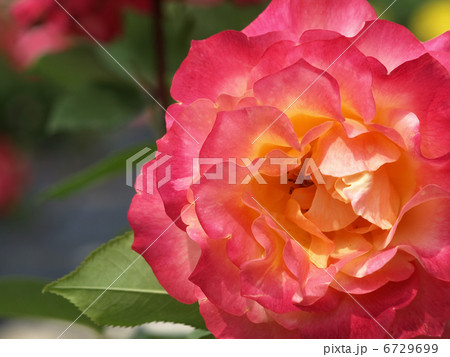 ジャック・カルティエ 6729699