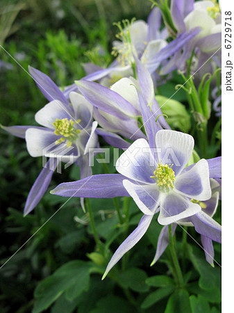 セイヨウオダマキ 6729718