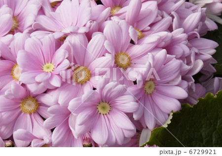 シネラリア　サイネリア 6729921