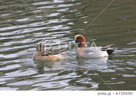 ヒドリガモのつがい ヒドリガモのつがい 6730090