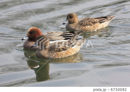ヒドリガモのつがい 6730092