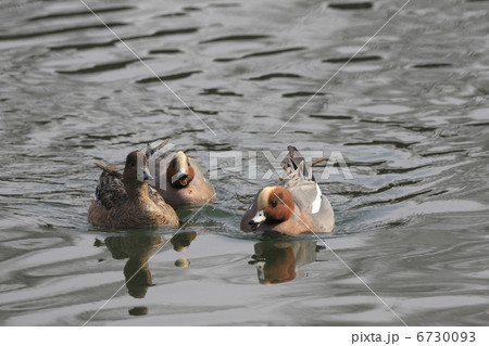 ヒドリガモのつがい ヒドリガモのつがい 6730093