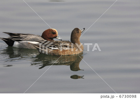 ヒドリガモのつがい 6730098