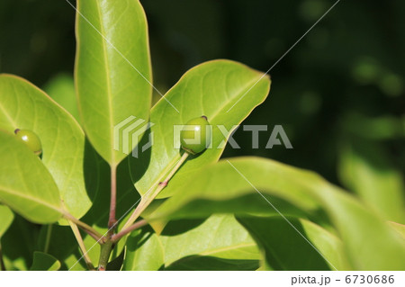 ソヨゴの実 ソヨゴの実 6730686