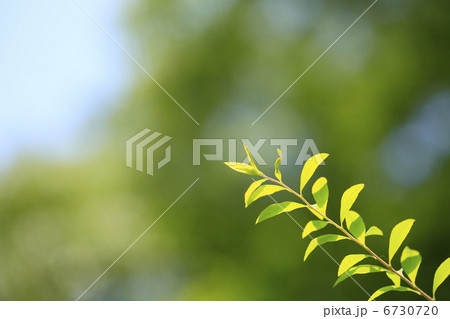新緑のイメージ ユキヤナギの若葉 新緑のイメージ ユキヤナギの若葉 6730720